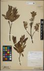 Foto von Salix lapponum L.